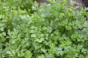 Parsley in cooking